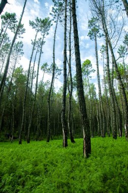 Coban Talun Çam Ormanı, Malang, Endonezya. Yeşil Orman Koruma