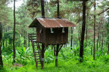 Gündüzleri ormanın ortasında bir sürü vahşi ağaç evi.