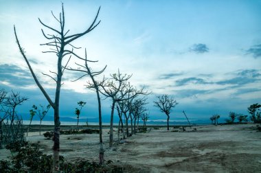 Gili Adaları 'nda gün doğumu dalları ve yaprakları düşmüş ağaçlara benzer.