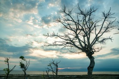 Gili Adası 'nda güneşin doğuşu yaprakları dökülen ve dramatik bulutlar oluşturan ağaçlara benziyor.