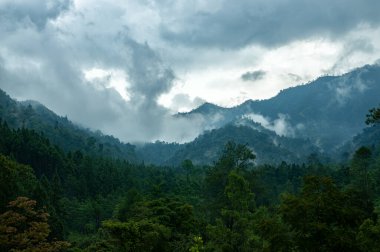 Sabahları Coban Talun, Malang, Endonezya 'daki orman manzarası bulutlu ve sisli.