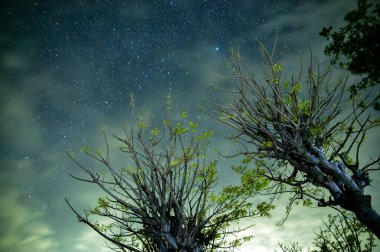 Gili Adası, Probolinggo, Endonezya 'da gece atmosferi. Ağaçların arasında gökyüzünde dağılan yıldızları görebilirsin.