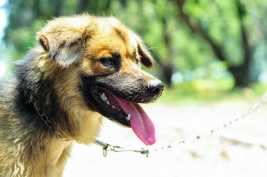 Dilini uzatan Filipinli bir köpek ayakta duruyor.