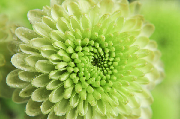 Macro photo of a green chrysanthemum flower showing details of the flower petals