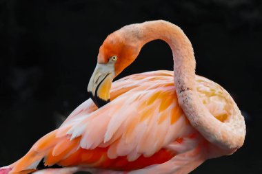 Kızıl Amerikalı flamingo ya da Phoenicopterus ruber tüylerini temizliyor.