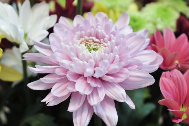 Bahçedeki çiçek grupları arasında pembe renkli kasımpatı