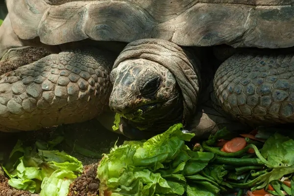 Galapagos Chelonoidis zenci kaplumbağa öğle yemeğini yiyor.