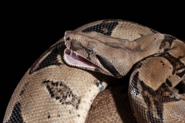 Bir Sanca yılanı ya da Malayopython reticulatus vücudunu daire şeklinde sararak dinlenir.