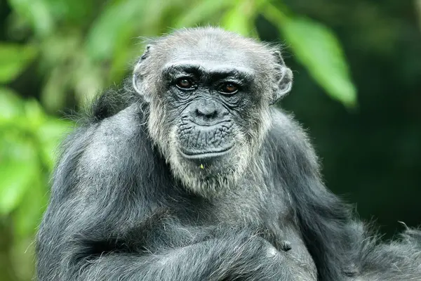 portrait of a Chimpanzee or Pan troglodytes sitting on a tree looking forward