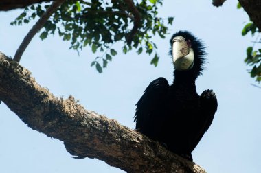 Julang Emas ya da Rhyticeros undulatus bird önde poz veriyor