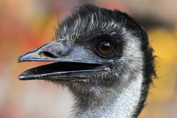 Emu Dromaius novaehollandiae kuşunun portresi