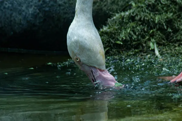 Bir Şili Flamingo Phoenicopterus chilensis kuşu gölde su içiyor.