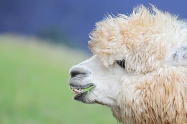 Huacaya Alpaca 'nın bir portresi.