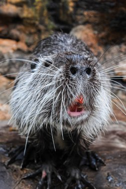 Su sıçanı ya da Nutria Coypu yiyecek arıyordu.