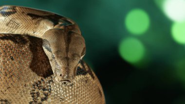 Bir Sanca yılanı ya da Malayopython reticulatus vücudunu daire şeklinde sararak dinlenir.