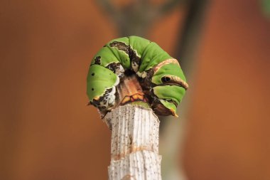 Bir Tırtıl Citrus Kırlangıcı dalın kenarında emekliyor.