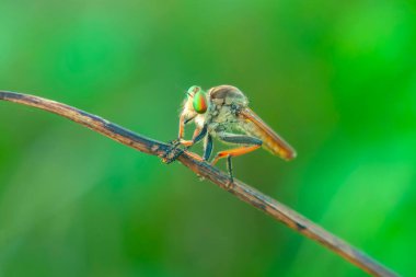 Hırsız sinekleri ya da Asilidae çalılık alanda dal dalına tünemiştir. Ayrıca sineklerin katili olarak da bilinir.