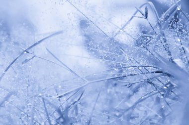 Çiçekten çekilen Macro siyanotophia renk teması olarak arkaplandan