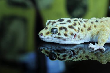Yansıma Gözlüğü 'nde Leopar Gecko' yu ya da Eublepharis macularius 'u Kapat
