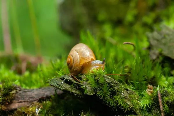 Small air-breathing land snail Succinea putris crawling in the moss of river banks