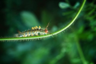 Caterpillar Brown Tussock Moth is crawling on the grass shoots covering with dews clipart