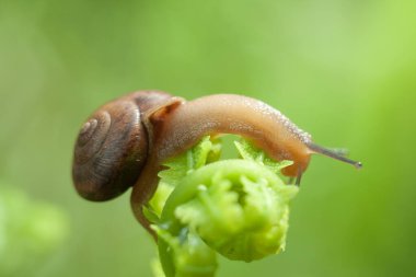 Nehir kıyısında sürünen küçük hava soluyan salyangoz Succinea putris.