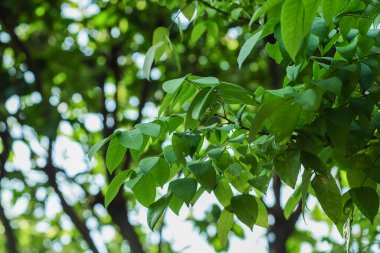 Arkaplanı parlak gökyüzü olan yeşil yapraklı ağaçların yaz yaprakları.