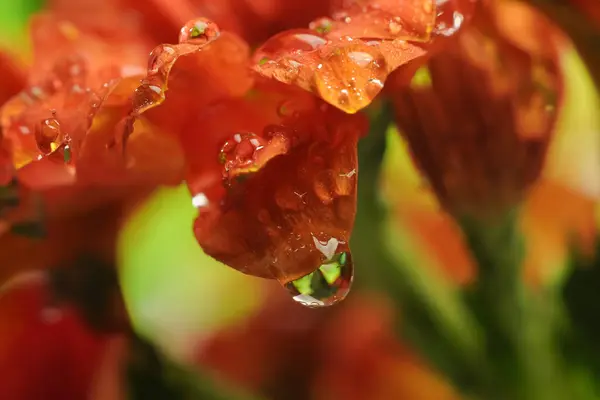 Macro Una Gota Rocío Parte Superior Una Flor Crisantemo —  Fotos de Stock