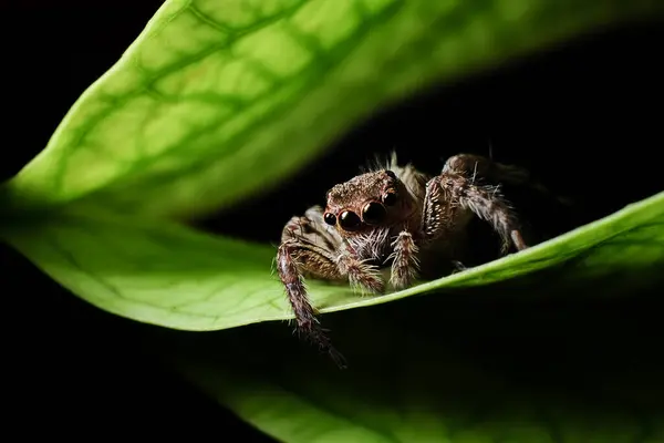 Araña Saltarina Salticidae Sobre Una Hoja Curvada Fondo Oscuro —  Fotos de Stock