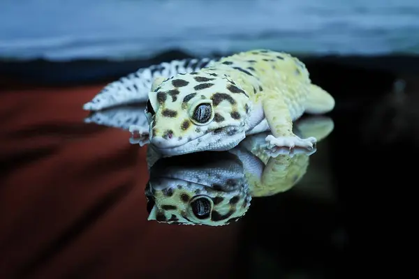 Primer Plano Leopard Gecko Eublepharis Macularius Vidrio Reflexión —  Fotos de Stock