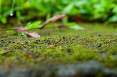 Beton Taşı Macro Çekimi yürüyüş yolu. Alanın Sığ Derinliği