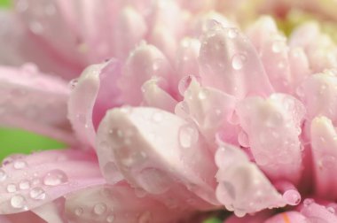 Kasımpatı çiçeğinin tepesindeki bir çiy damlasının makrosu.