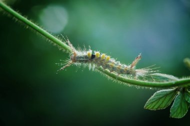 Tırtıl Kahverengi Tussock güvesi çimlerin üzerinde sürünüyor çiğ taneleriyle kaplı.