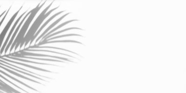 Beyaz arka planda gölgesi olan hindistan cevizi yaprağı bulanıklığı. Tropik ve tatil yaz kavramları. Tasarım yaratmak için.