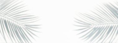 Beyaz arka planda gölgesi olan hindistan cevizi yaprağı bulanıklığı. Tropik ve tatil yaz kavramları. Tasarım yaratmak için.