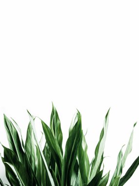 Seçici odaklanma. Gerçekten yapraklı tropikal desenler.