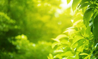 seçici odak. Sabah arka planda, bahar mevsiminde ya da doğada bulanık ağaç bahçesi.