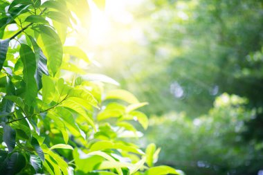 seçici odaklanma. Sabah arka planda ağaç yaprağı bahçesinin bulanık bokeh 'i, bahar mevsimi veya doğa konsepti