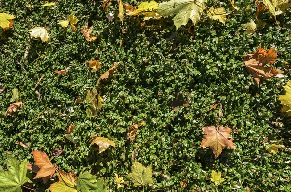 Sonnenschein Auf Fallenden Goldenen Ahornblättern Und Grünem Gras Natürlicher Hintergrund — Stockfoto