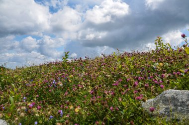 Slovakya 'nın başkenti High Tatras' ta yaz günü farklı otlar ve çiçeklerle dolu bir dağ yamacı