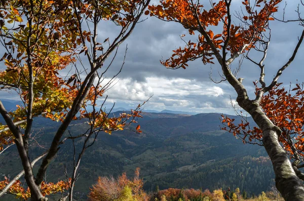 Branches Tree Red Yellow Autumn Leaves Background Mountains Carpathians Ukraine — Stockfoto