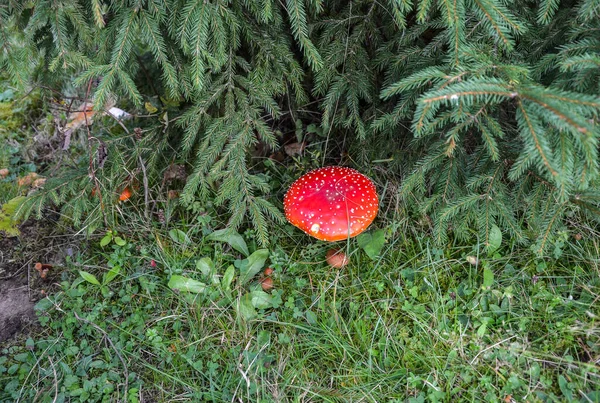 粉红毒菌 有白色斑点的红色毒菌 在草地上的明亮的帽子上 — 图库照片