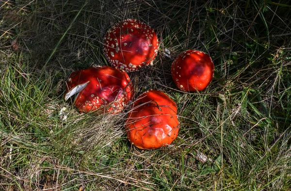 粉红毒菌 有白色斑点的红色毒菌 在草地上的明亮的帽子上 — 图库照片