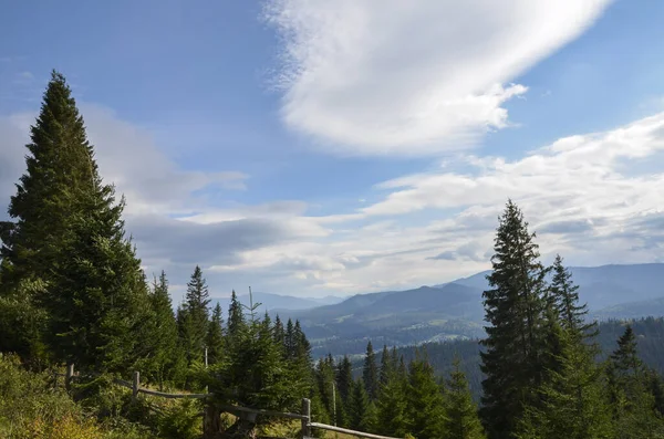 Beau Paysage Été Montagne Avec Collines Des Carpates Forêt Conifères Photos De Stock Libres De Droits