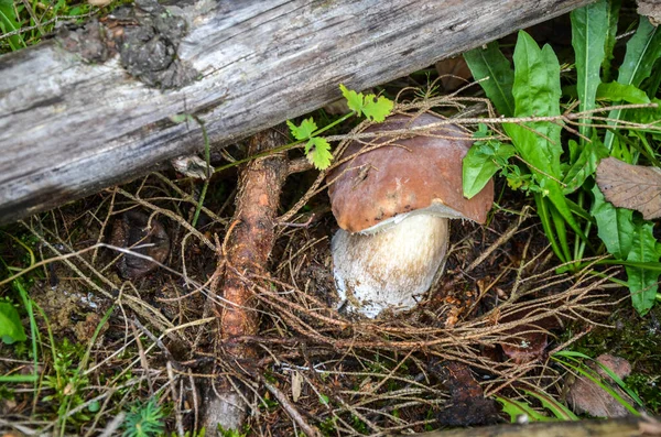 秋天森林里的金银花 针叶林中新鲜可食的香菇 木材有机植物 — 图库照片