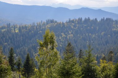 Karpat dağlarının manzarası bulutlu gökyüzünün altında ormanla kaplıydı. Vorokhta köyü yakınlarındaki dağların güzel manzarası.