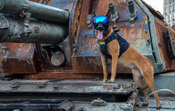 Military Working Dog Shown Outfitted Consisting Vest Eye Protection Mask — 스톡 사진
