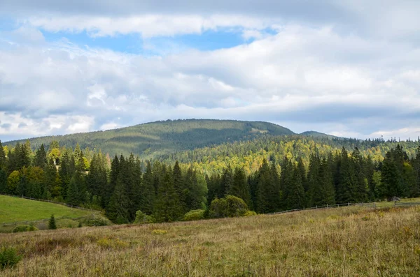 Beautiful Alpine Grassy Meadow Forest Hillside Carpathians Landscape Mountain Countryside — Stock Photo, Image