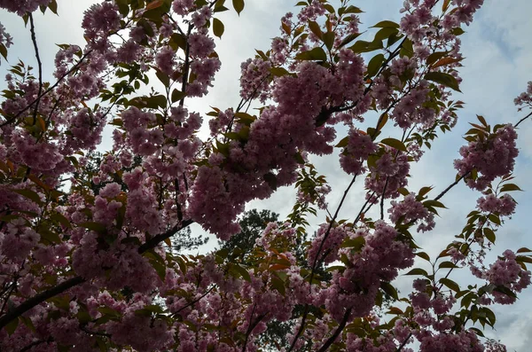 Ανοιξιάτικο Τοπίο Των Κλαδιών Της Ανθίζοντας Ροζ Sakura Κατά Τον — Φωτογραφία Αρχείου