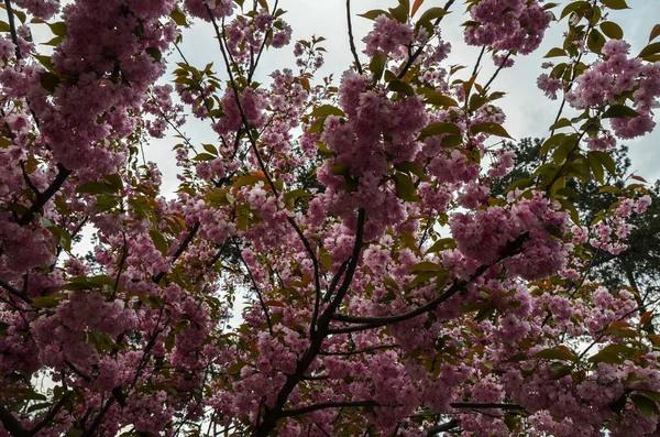 Весенний Пейзаж Ветвей Цветущей Розовой Сакуры Фоне Неба — стоковое фото